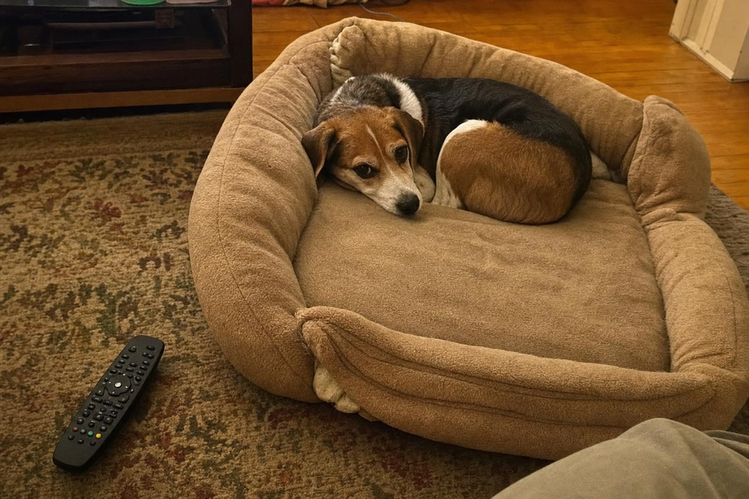 Daisy the beagle on the sagging Furhaven bed